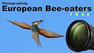 A SUPER location for European beeeaters in Scandinavia [upl. by Wessling979]