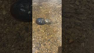 Sea Doo Fish Pro Trophy “ Lexi Lu” on Piscataqua River Eliot Maine…Horseshoe crabs mating… [upl. by Devi635]