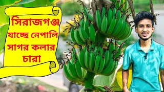 বগুড়া সিরাজগঞ্জ যাচ্ছে নেপালি সাগর কলানেপালি সাগর কলা চাষ পদ্ধতিস্বপ্ন অংঙ্কুর এগ্রো ফার্ম [upl. by Skelton976]