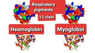 Respiratory pigments class 12 biology detail hindiurduHeamoglobinMyoglobinOxygen transport hindi [upl. by Maury325]