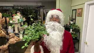 How Does Santa Take Care of His Peperomia Hope at the North Pole daintydanis [upl. by Neliak]