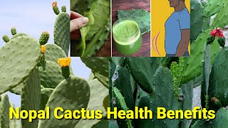 Nopal Cactus Health Benefits Kunting Kaalaman [upl. by Aisinoid43]