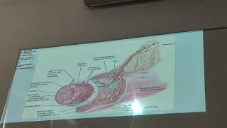 Fisiopatologia Clase 37  Gastro [upl. by Coleville]