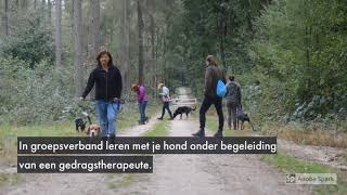 Sociale wandelingen voor reactieve honden [upl. by Enneire5]