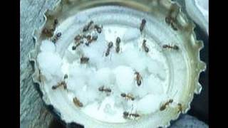 ALL NATURAL ANT CONTROL using BORAX [upl. by Sande]