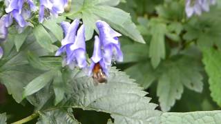 Bumblebee on Monkshood トラマルハナバチ♀がトリカブトに訪花吸蜜 [upl. by Janyte663]