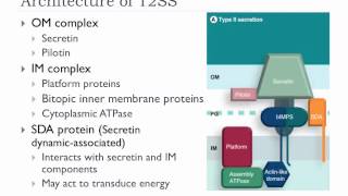 Bio305 2012 Bacterial protein secretion overview lecture [upl. by Erehs]