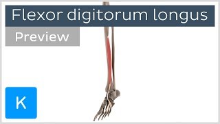 Functions of the flexor digitorum longus muscle preview  3D Human Anatomy  Kenhub [upl. by Ydner]