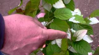 Early blooming summer kiwi varieties in a pot Actinidia kolomikta [upl. by Accisej]