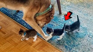 Dog Adopt Tiny Kittens From Street And Raised They Like Own Puppies [upl. by Grady]