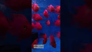 Biggest Fish Collection in Ahmedabad  Red parrot Fish parrot ytshorts fishtank [upl. by Prendergast644]