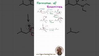 Enamine Formation organicchemistry organicchemistrytutor [upl. by Buyer]