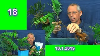 Bonsai Sternfrucht Baum umtopfen in Lechuza Selbstbewässerung Averrhoa carambola [upl. by Luz665]