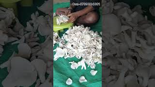 Oyester mushroom VS button mushroomoyestermushroombuttonmushroombpchaudharimushroomfarming [upl. by Jain]