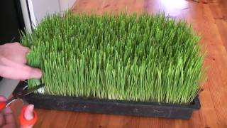 How to grow wheatgrass [upl. by Alyhs438]