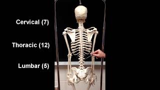 Anatomy of the Axial Skeleton [upl. by Clippard]