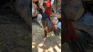 Little King 👑  چھوٹا بادشاہ birds viralvideo youtubeshorts pets rooster viral [upl. by Lertsek911]