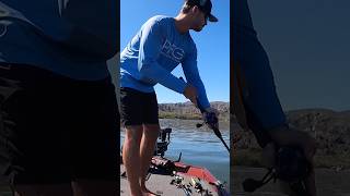 7 Pound Bass eats Swimbait fishing [upl. by Orrocos]