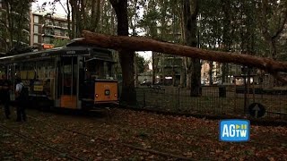 Nubifragio a Milano un albero cade su un tram linea interrotta [upl. by Anitrebla102]