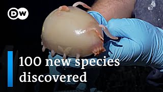 Scientists discover 100 new maritime species off New Zealand  DW News [upl. by Erich]