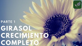 GIRASOL Siembra Crecimiento y Cuidado Parte 1 [upl. by Melva267]