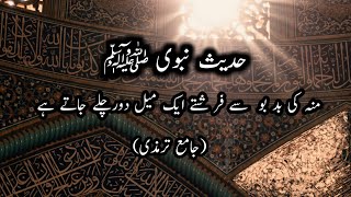 Hadees nabvi Beauitiful Hadees  Important of hadees in islam jame termizi Hadeeshayatulmuslimeen [upl. by Oedama50]