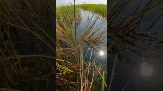 Crap catching video😱 fishing aquaculture ruralactivities rural fish crab [upl. by Fraase]