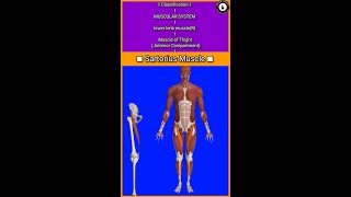 Sartorius MuscleOriginInsertion3D Actionmuscle of thigh gluteus vastus iliopsoas [upl. by Lough103]