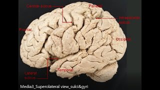 Sensory parietal cortex [upl. by Teteak]