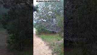 Hill country State Natural Area Bandera Texas rain covered spider web travel rain hiking nature [upl. by Giglio757]