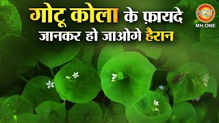 गोटू कोला के फ़ायदे जानकार हो जाओगे हैरान  Gotu Kola ke Fayde  Mandukparni  Centella Asiatica [upl. by Adnahsal623]