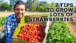 7 Tips to Grow a Lot of Strawberries [upl. by Chaudoin]