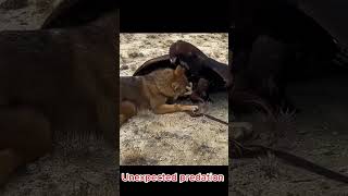 Unexpected predation animals komodo nature [upl. by Curley]