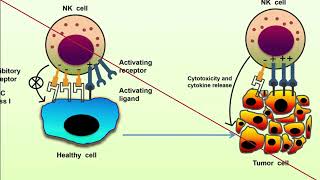 Psychoneuroimmunology studies [upl. by Mario]