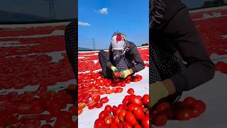 how to make tomato chips [upl. by Nnyleimaj]