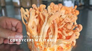 Cultivo de Cordyceps Formulación básica y la forma de cultivo más sencilla [upl. by Lenahs]