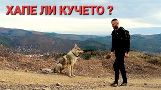 ЧЕХОСЛОВАШКО ВЪЛЧО КУЧЕ Czechoslovakian Wolfdog [upl. by Gninnahc]