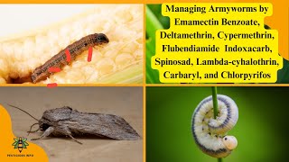 Managing Armyworms Identification Life Cycle and Effective Insecticide Strategies [upl. by Wendell]