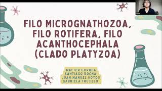 Filo Micrognathozoa Filo Rotifera Filo Acanthocephala Clado Platyzoa [upl. by Aala92]