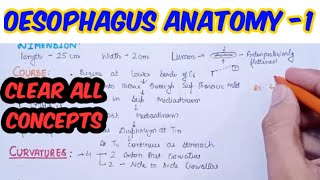 Oesophagus anatomy  dimension course curvaturesconstriction [upl. by Aleuqahs262]