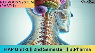 Nervous system  Organization of nervous system  Part 1 [upl. by Grose89]