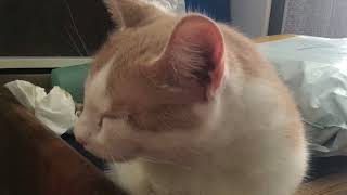 Cat with stertor respiratory upper airway throat noisesnot stridor [upl. by Drhcir]