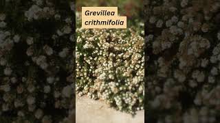 Grevillea crithmifolia [upl. by Nyliak281]