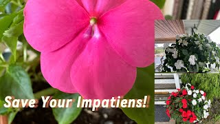 🌺❄️How to overwinter impatiens ❄️🌺 [upl. by Olemrac]