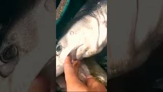 🦈petit Requin bleu 🦈🦈🦈 القرش الأزرق🦈 beach ocean shark fish fishing sportfishing [upl. by Tichon]