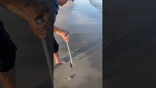 Catching mantis shrimp on shore  shrimp catchingseafood onshore [upl. by Onitnevuj311]