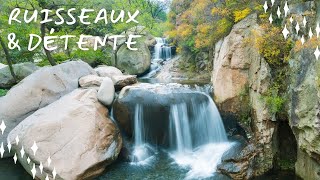 Ambiance Ruisseau 🌳 amp Chants des Oiseaux 🐦 Musique ZEN Pour Dormir [upl. by Haidabo]