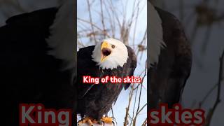 5 Awesome Facts About Eagles You Probably Didn’t Know [upl. by Akimihs]