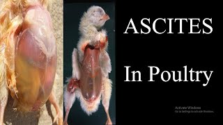 Ascites in poultry [upl. by Eyma]