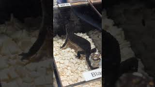 2000 Pet Gecko 🦎 ULTRA Rare Leopard Gecko 😱💰 [upl. by Aramak646]